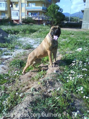 hera Dişi Bullmastiff