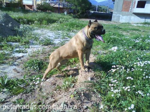 hera Dişi Bullmastiff