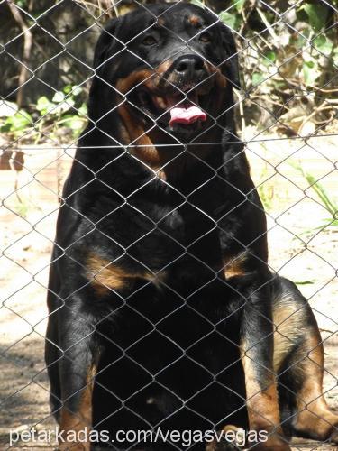 hektorvenensİ Erkek Rottweiler