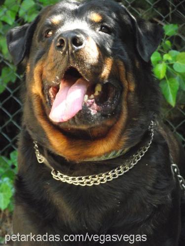 hektorvenensİ Erkek Rottweiler