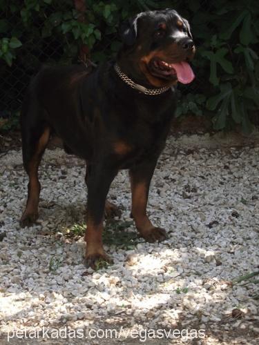 hektorvenensİ Erkek Rottweiler