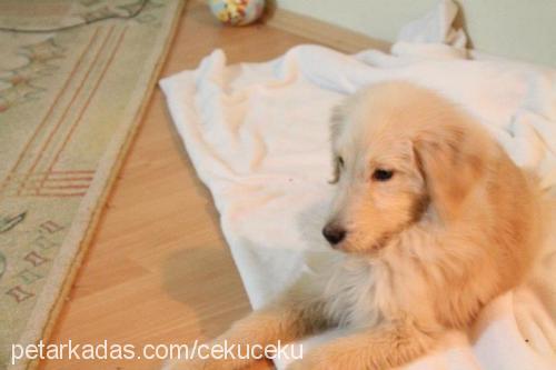 ceku Dişi Golden Retriever