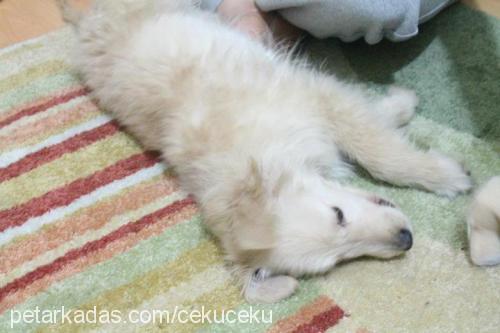 ceku Dişi Golden Retriever