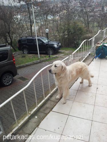 chanel Dişi Golden Retriever