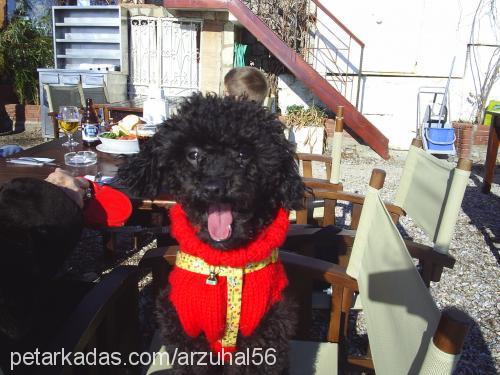 bİber Erkek Poodle (Minyatür Kaniş)