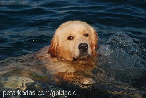 gold Erkek Golden Retriever