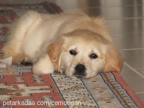 venüs Dişi Golden Retriever