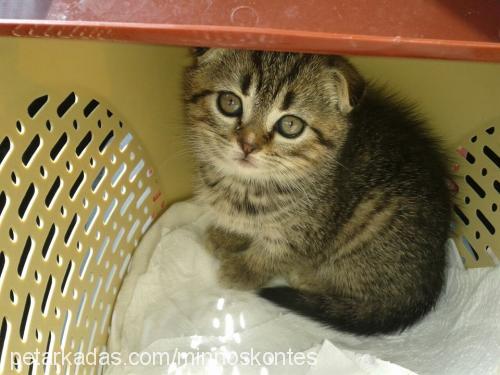 kontes Dişi Scottish Fold