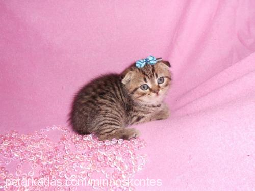 kontes Dişi Scottish Fold