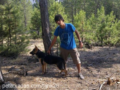 reis Erkek Alman Çoban Köpeği