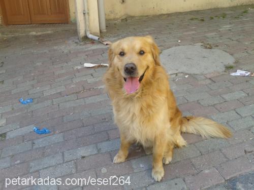 eros Erkek Golden Retriever