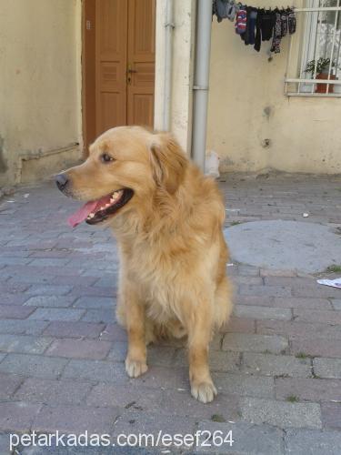 eros Erkek Golden Retriever