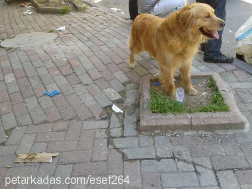 eros Erkek Golden Retriever