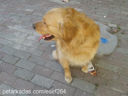 eros Erkek Golden Retriever