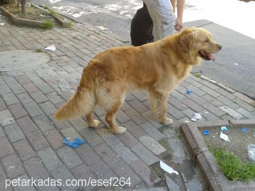 eros Erkek Golden Retriever