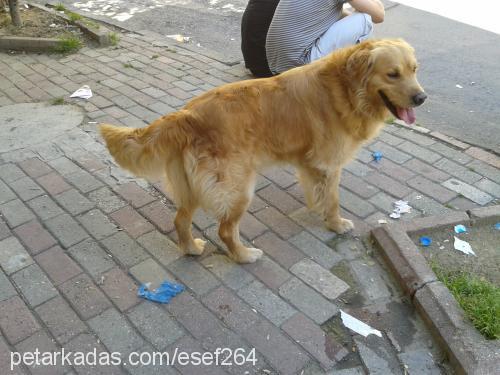 eros Erkek Golden Retriever