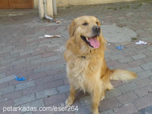 eros Erkek Golden Retriever