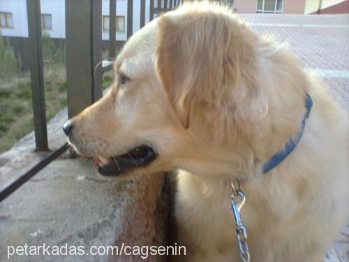 cody Erkek Golden Retriever