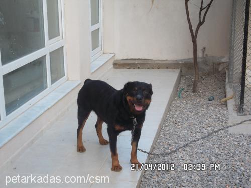 efe Erkek Rottweiler