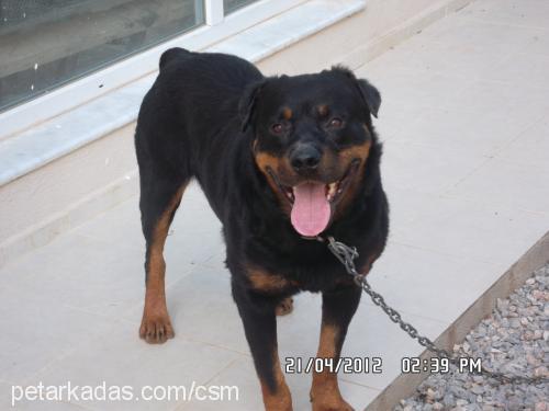 efe Erkek Rottweiler