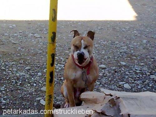 rıfkı Erkek Staffordshire Bull Terrier