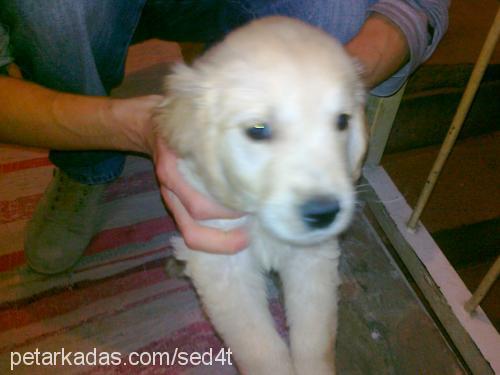 pamuk Dişi Golden Retriever