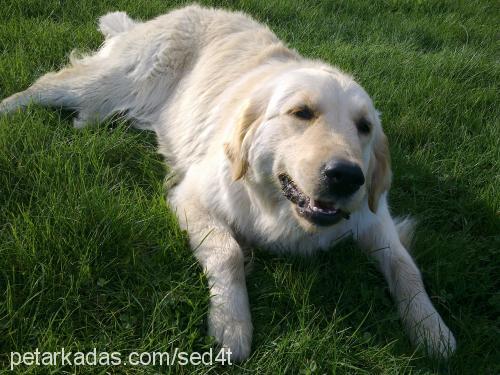 pamuk Dişi Golden Retriever