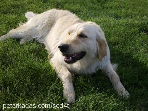 pamuk Dişi Golden Retriever