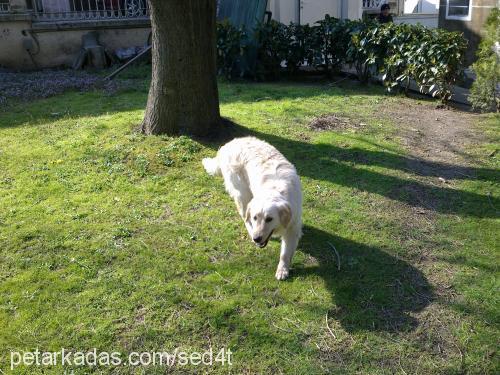 pamuk Dişi Golden Retriever