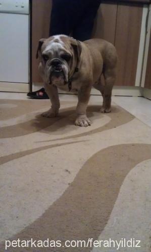 taci Erkek İngiliz Bulldog