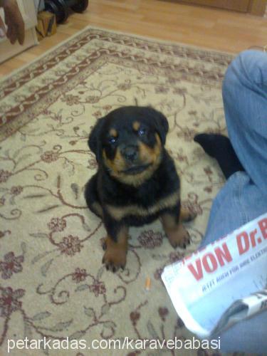 kara Erkek Rottweiler