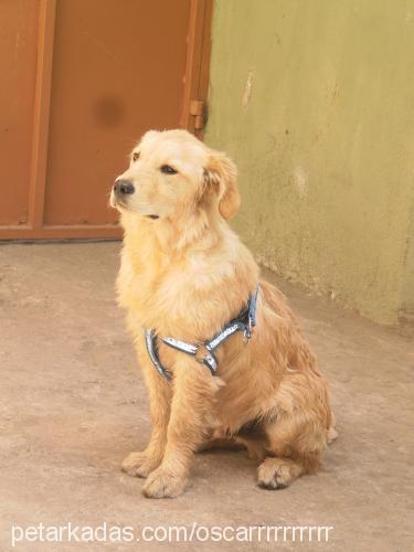 oscar Erkek Golden Retriever