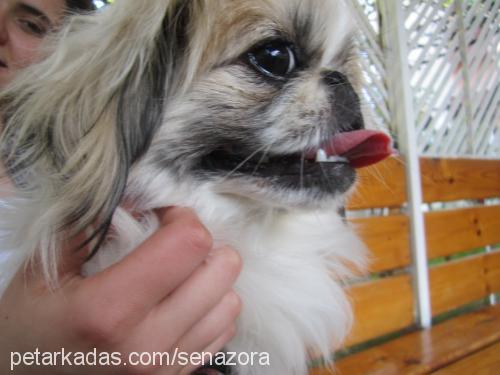 tarçın Dişi Pekingese