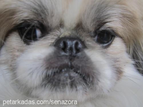 tarçın Dişi Pekingese