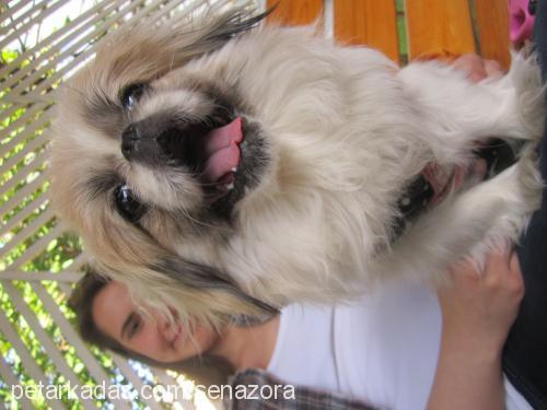 tarçın Dişi Pekingese