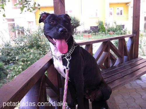 daisy Dişi Amerikan Staffordshire Terrier