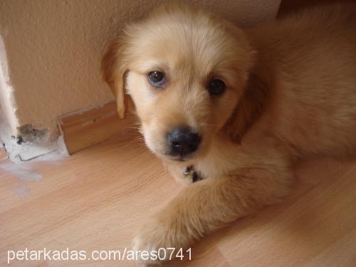 ares Erkek Golden Retriever