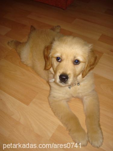 ares Erkek Golden Retriever