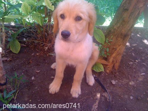 ares Erkek Golden Retriever