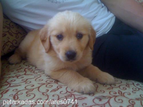 ares Erkek Golden Retriever