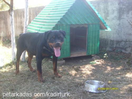 rod Erkek Rottweiler