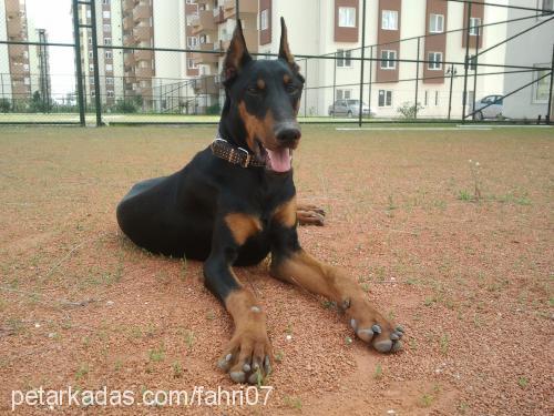 efe Erkek Doberman Pinscher