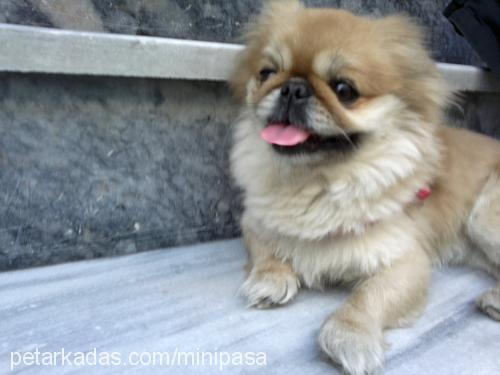 paşa Erkek Pekingese