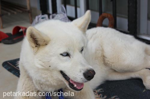 scheila Dişi Alaskan Malamute