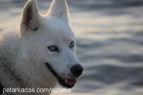 scheila Dişi Alaskan Malamute