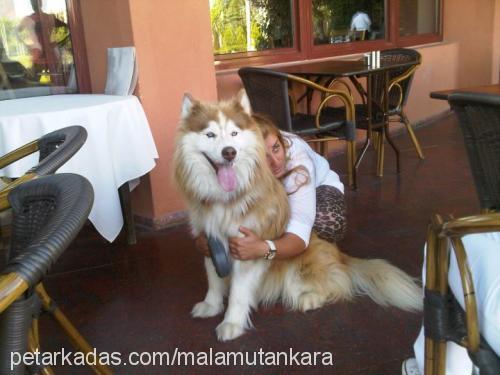 ranger Erkek Alaskan Malamute