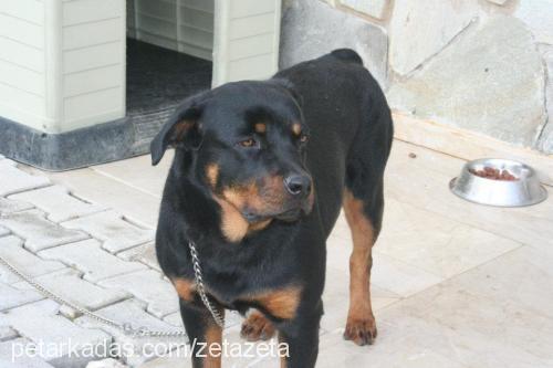 zeta Dişi Rottweiler