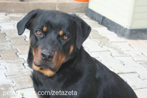 zeta Dişi Rottweiler