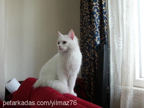 pamuk Dişi Ankara Kedisi (Angora)