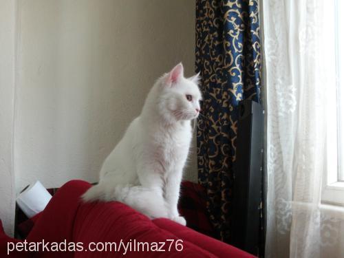 pamuk Dişi Ankara Kedisi (Angora)